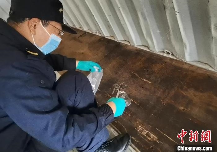張家港海關(guān)工作人員截獲捕鳥蛛。　王健超 攝
