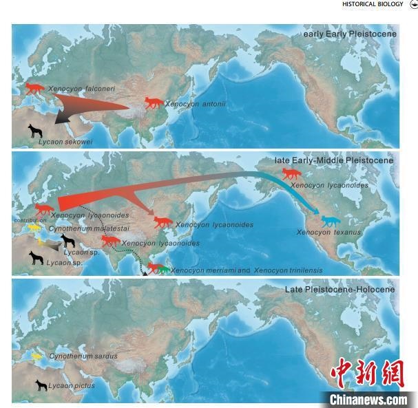非洲野犬-異豺支系的演化脈絡(luò)圖?！≈锌圃汗偶棺邓?供圖