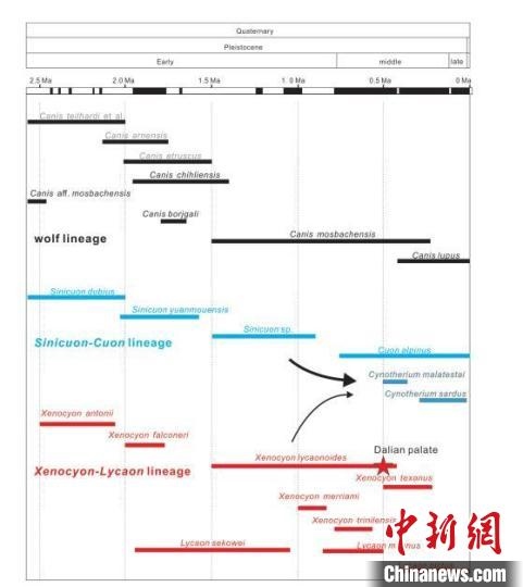 第四紀(jì)主要犬族成員分布年代圖?！≈锌圃汗偶棺邓?供圖