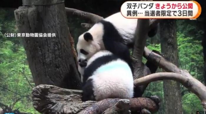 12日，日本東京上野動物園的旅日雙胞胎熊貓開始同游客見面。(圖片來源：日本富士電視臺視頻截圖)