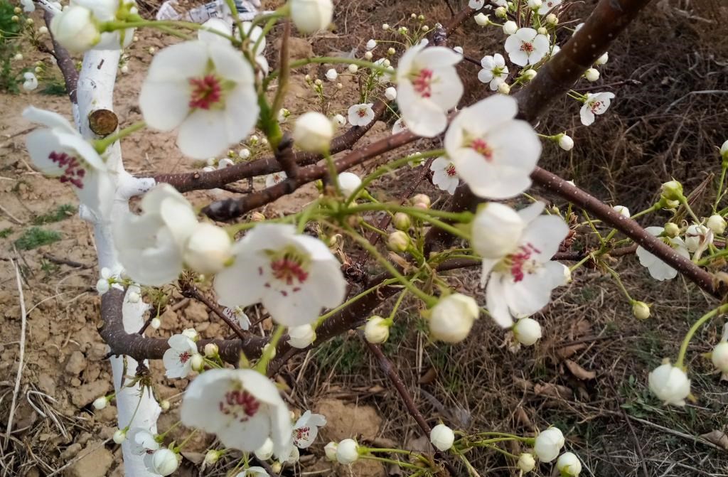 這是拍攝的汾西縣后加樓村盛開的梨花。(受訪者供圖)