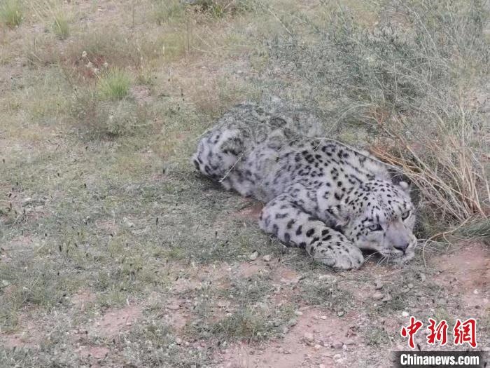 圖為在四子王旗發(fā)現(xiàn)的雪豹(資料圖)?！∷淖油跗炀焦﹫D