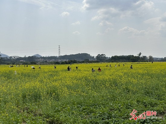 【高質(zhì)量發(fā)展看中國(guó)】5G智慧農(nóng)業(yè) 種出高質(zhì)量好味“稻”