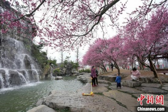 2月23日，市民在乾藝梅園景區(qū)觀賞綻放的梅花。陳興輝 攝