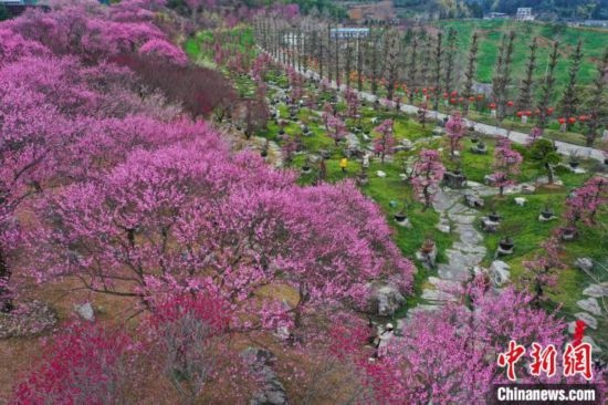2月23日，航拍乾藝梅園景區(qū)綻放的梅花。瞿宏倫 攝