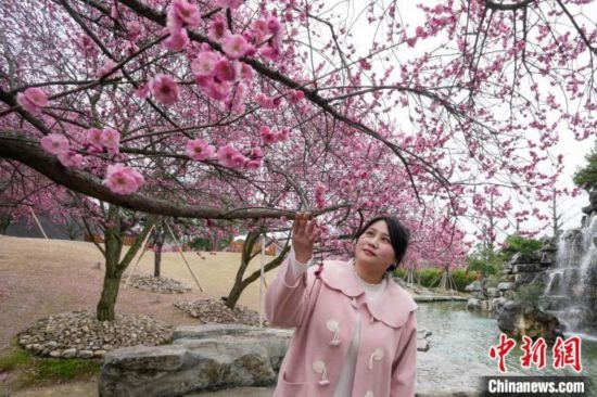2月23日，市民在乾藝梅園景區(qū)觀賞綻放的梅花。陳興輝 攝