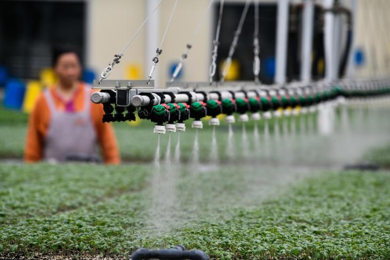 工人在貴陽市開陽縣楠木渡蔬菜良種繁育中心查看自動噴灌系統(tǒng)給辣椒苗澆水情況（2023年5月24日攝）。新華社記者 楊文斌 攝