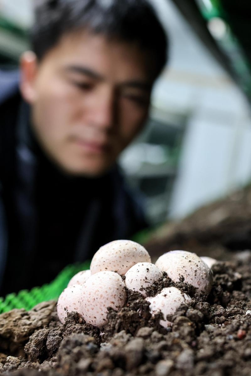 工作人員在貴陽市白云區(qū)食用菌產(chǎn)業(yè)示范園智能菇房內(nèi)查看菌菇生長情況（2022年2月14日攝）。新華社記者 歐東衢 攝