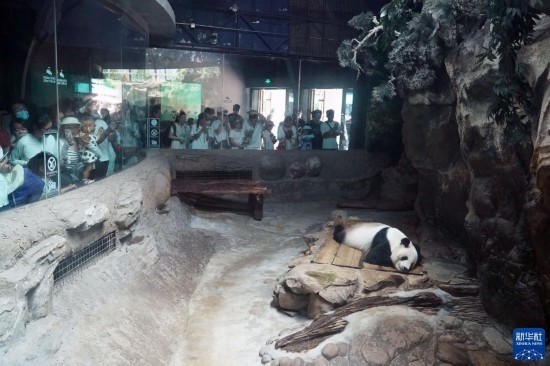 6月22日，游客在北京動物園大熊貓館參觀。新華社記者 任超 攝