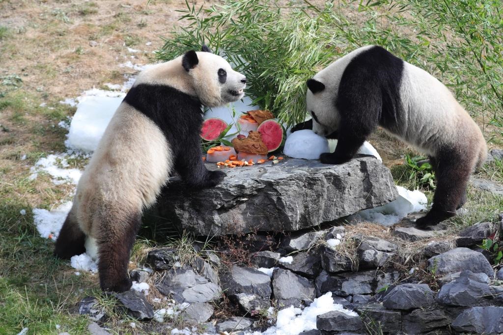 在比利時(shí)天堂動(dòng)物園，大熊貓“寶弟”（左）、“寶妹”享用“生日大餐”。