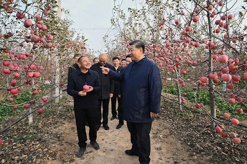 △2022年10月26日，陜西延安高橋鎮(zhèn)南溝村，習(xí)近平總書(shū)記走進(jìn)果園，向現(xiàn)場(chǎng)采摘的果農(nóng)了解蘋(píng)果收成。