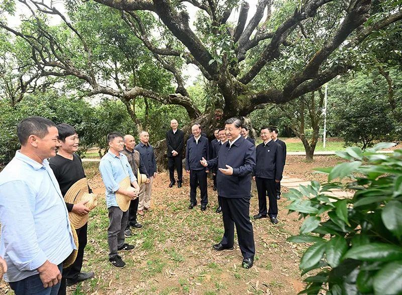 △今年4月11日，習(xí)近平總書(shū)記在廣東茂名高州市根子鎮(zhèn)柏橋村荔枝種植園，同現(xiàn)場(chǎng)技術(shù)人員親切交流。