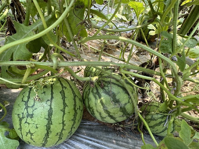 漿水李村瓜果種植基地。王紹紹攝