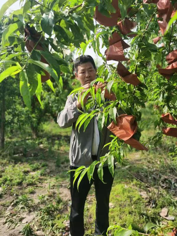 河南長垣樊相鎮(zhèn)谷寨采摘園。王紹紹攝