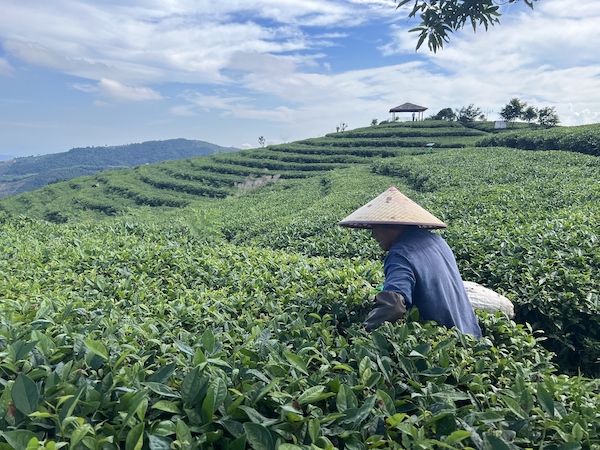 茶農(nóng)正在茶園中采茶。人民網(wǎng) 高清揚攝