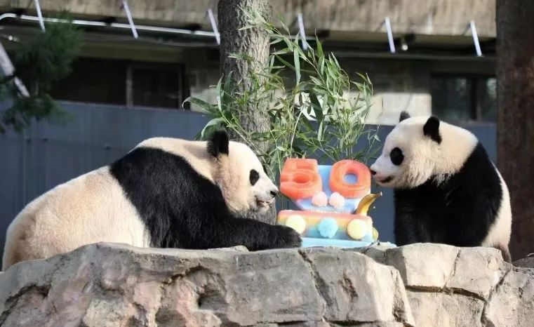 2022年，美國國家動物園舉辦活動慶祝大熊貓抵美50周年，園方為大熊貓“美香”“添添”和“小奇跡”一家三口準(zhǔn)備了有“50”字樣的冰凍水果蛋糕。（圖片來源：雅安市廣播電視臺）