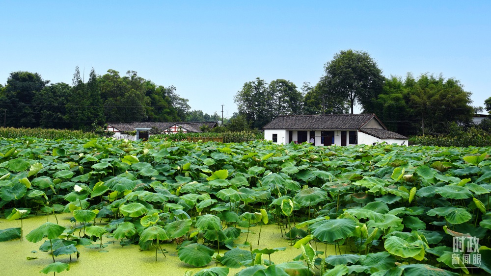 四川眉山，永豐村荷塘。2022年6月，習(xí)近平曾到此調(diào)研鄉(xiāng)村振興情況。（總臺央廣記者潘毅拍攝）