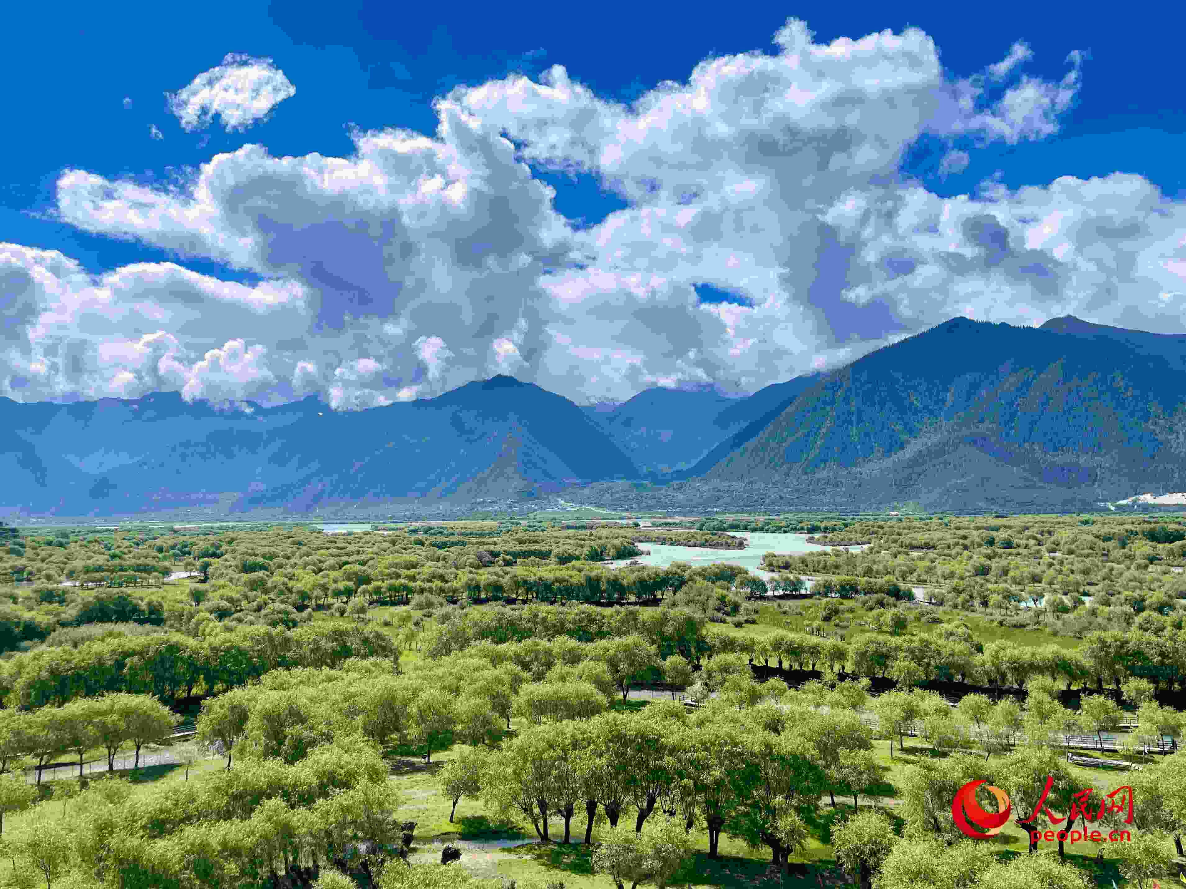 夏日的雅尼國(guó)家濕地公園生機(jī)盎然，如詩(shī)如畫。人民網(wǎng) 周靜圓攝