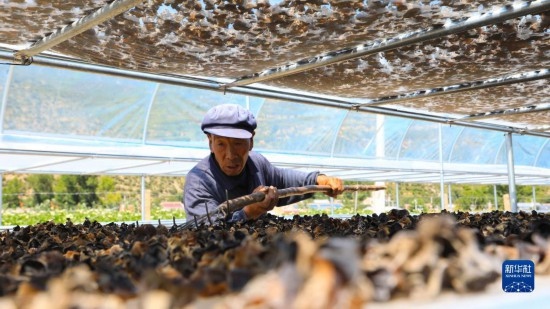7月29日，在卓尼縣納浪鎮(zhèn)納浪村黑木耳種植基地，農(nóng)戶在翻曬黑木耳。