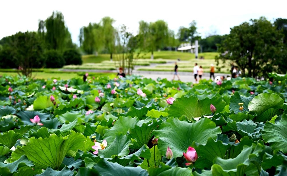 日前，陜西省漢中市漢江兩岸的天漢濕地公園內(nèi)，市民在休閑賞景。新華社記者 劉瀟 攝
