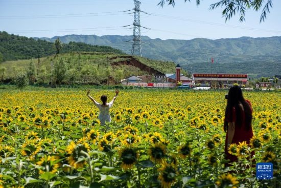 8月12日，游客在寧夏固原市涇源縣大灣鄉(xiāng)楊嶺村向日葵田中拍照。新華社記者 李旭倫 攝