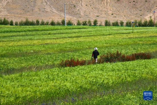 8月12日，西藏阿里地區(qū)普蘭縣赤德村村民在一片青稞田里行走。