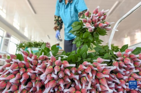8月17日，農(nóng)民在吉林省德惠市朱城子鎮(zhèn)沿河村程雪家庭農(nóng)場(chǎng)打包玫瑰花。新華社記者 張楠 攝