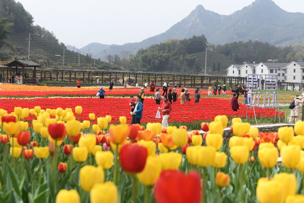 金華市浦江縣210省道旁的鮮花農(nóng)場(chǎng)（3月28日攝）。新華社記者 翁忻旸 攝