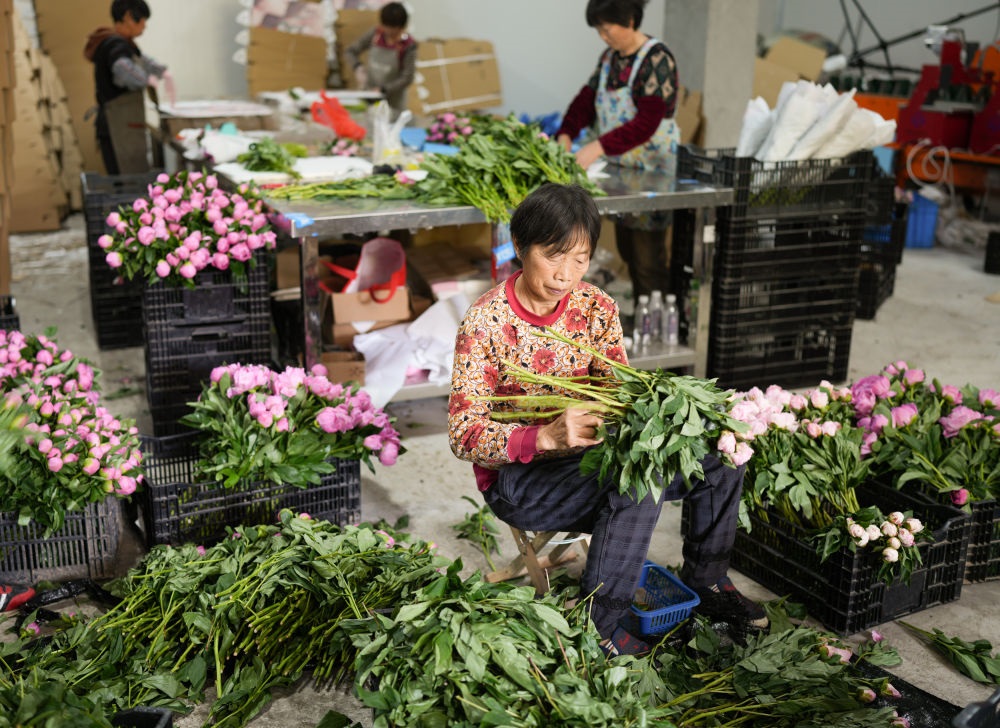 在浦江縣杭坪鎮(zhèn)烏漿村的鮮花種植基地，村民在處理芍藥鮮切花，準(zhǔn)備發(fā)往各地（5月23日攝）。新華社記者 翁忻旸 攝