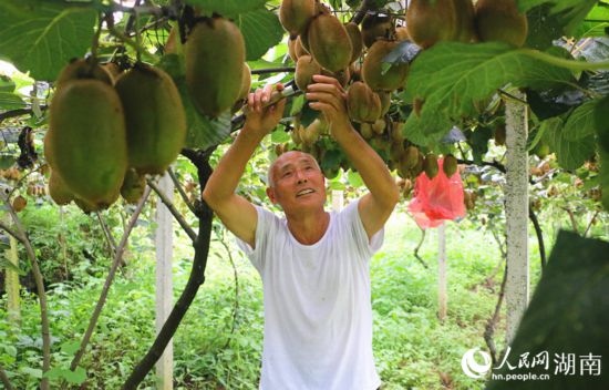 “農(nóng)民專家”丁清清在果園里采摘。 人民網(wǎng)記者 劉賓攝