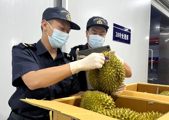 磨憨鐵路口岸綜合性指定監(jiān)管場地水果查驗區(qū)內(nèi)，海關(guān)關(guān)員正在查驗進口榴蓮。勐臘海關(guān)供圖