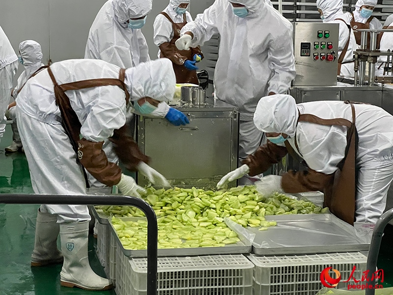 切片哈密瓜將被做成凍干食品。人民網(wǎng)記者 常雪梅攝