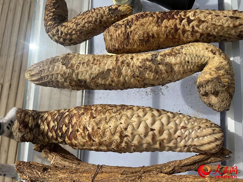 林下經(jīng)濟作物肉蓯蓉。人民網(wǎng)記者 常雪梅攝