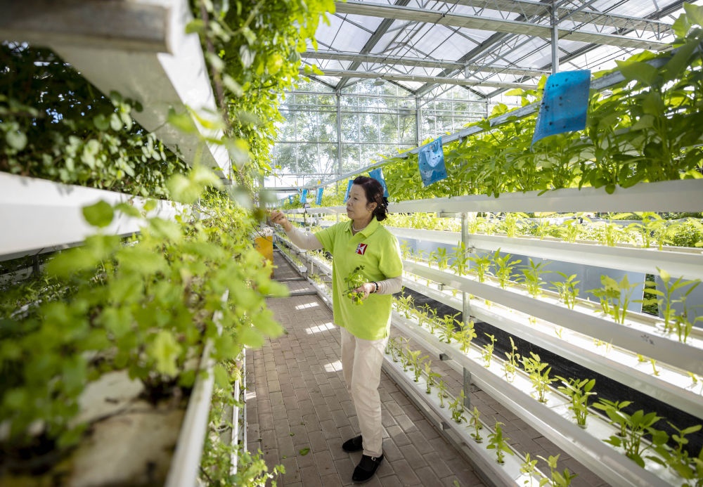 2021年8月24日，寧夏銀川市賀蘭縣銀川科海生物技術有限公司工作人員在魚菜共生系統(tǒng)內打理薄荷苗。新華社記者 楊植森 攝