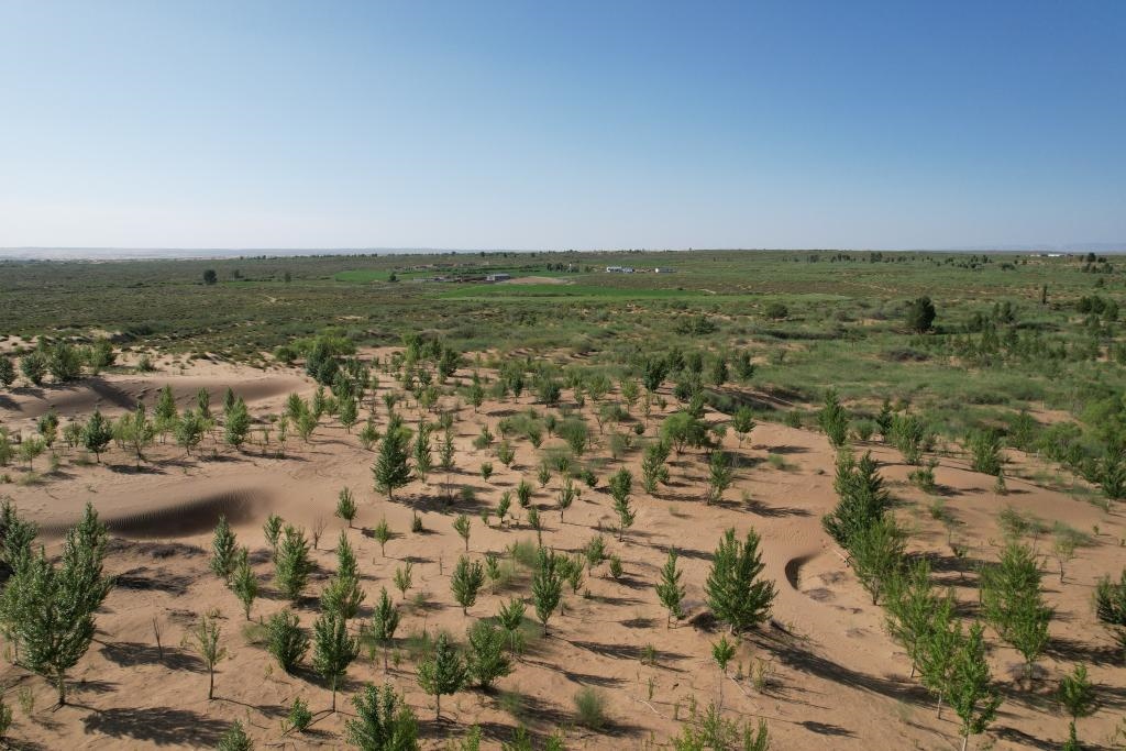 在庫(kù)布其沙漠腹地，牧民已讓10萬(wàn)畝沙地變綠洲（無(wú)人機(jī)照片，2023年6月25日攝）。新華社記者李云平 攝