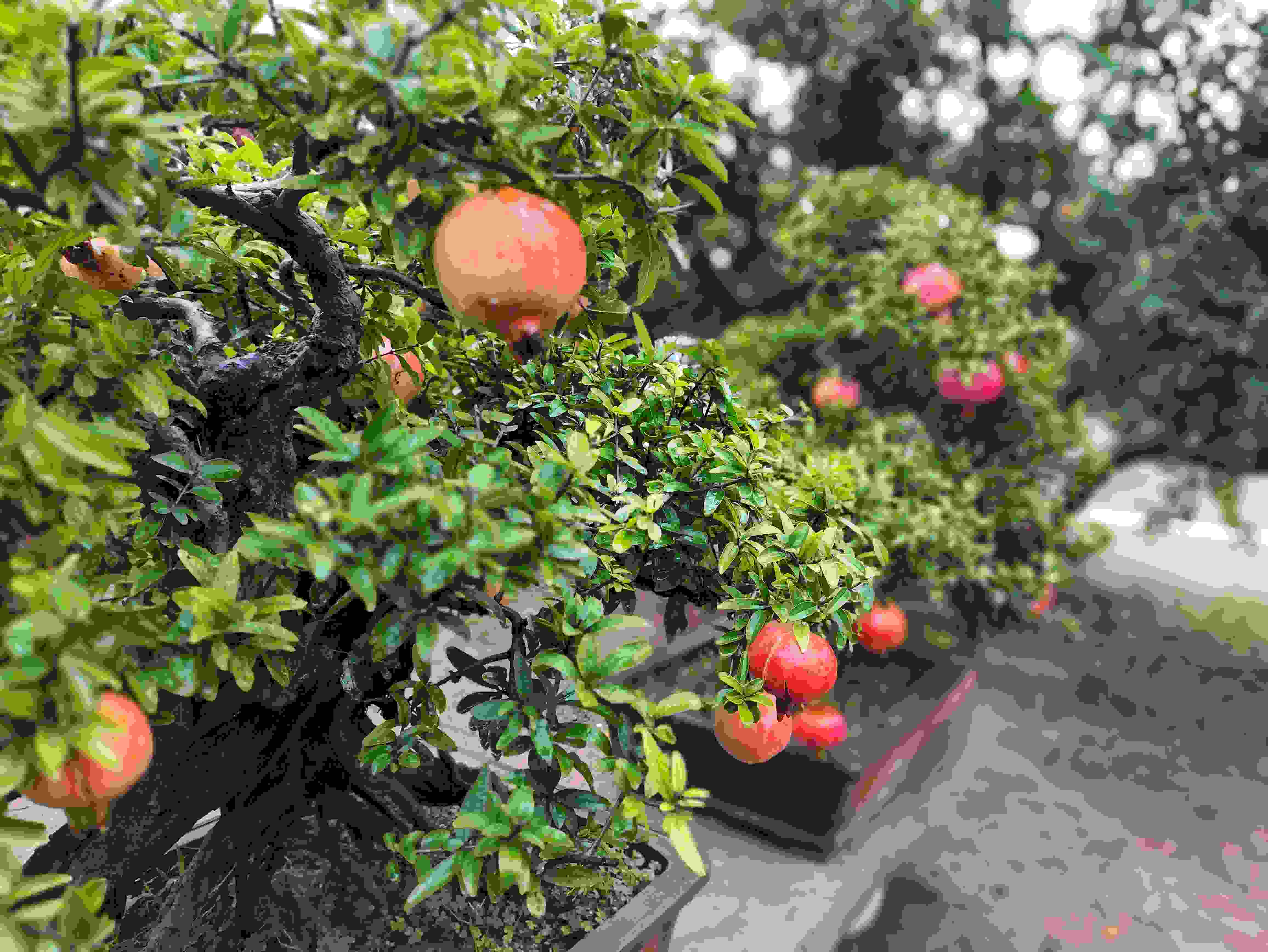 △石榴的發(fā)展帶動(dòng)了當(dāng)?shù)厥衽杈爱a(chǎn)業(yè)。（總臺央視記者鐘信偉拍攝）