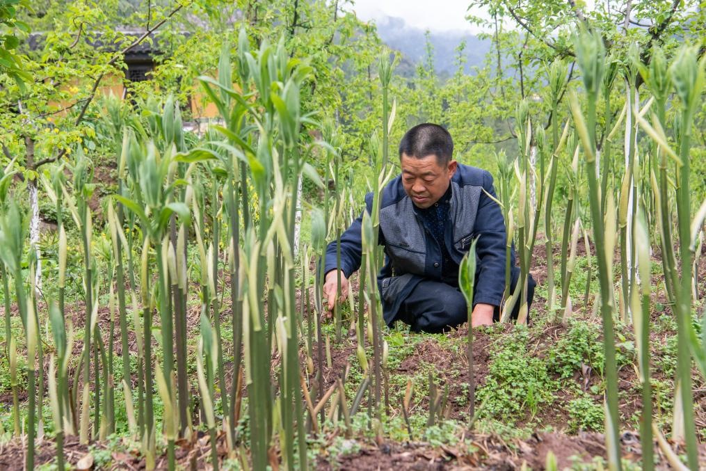 4月14日，村民陳朋在地里管護種植的黃精。新華社記者 唐奕 攝