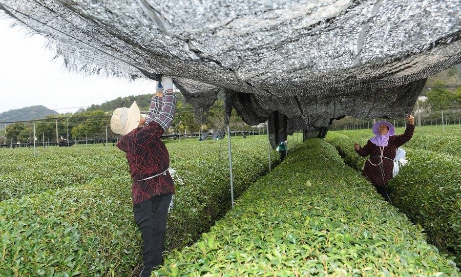  在浙江省紹興市越城區(qū)富盛鎮(zhèn)抹茶生產(chǎn)基地，農(nóng)戶為茶樹拉遮陽網(wǎng)（2023年2月28日攝）。