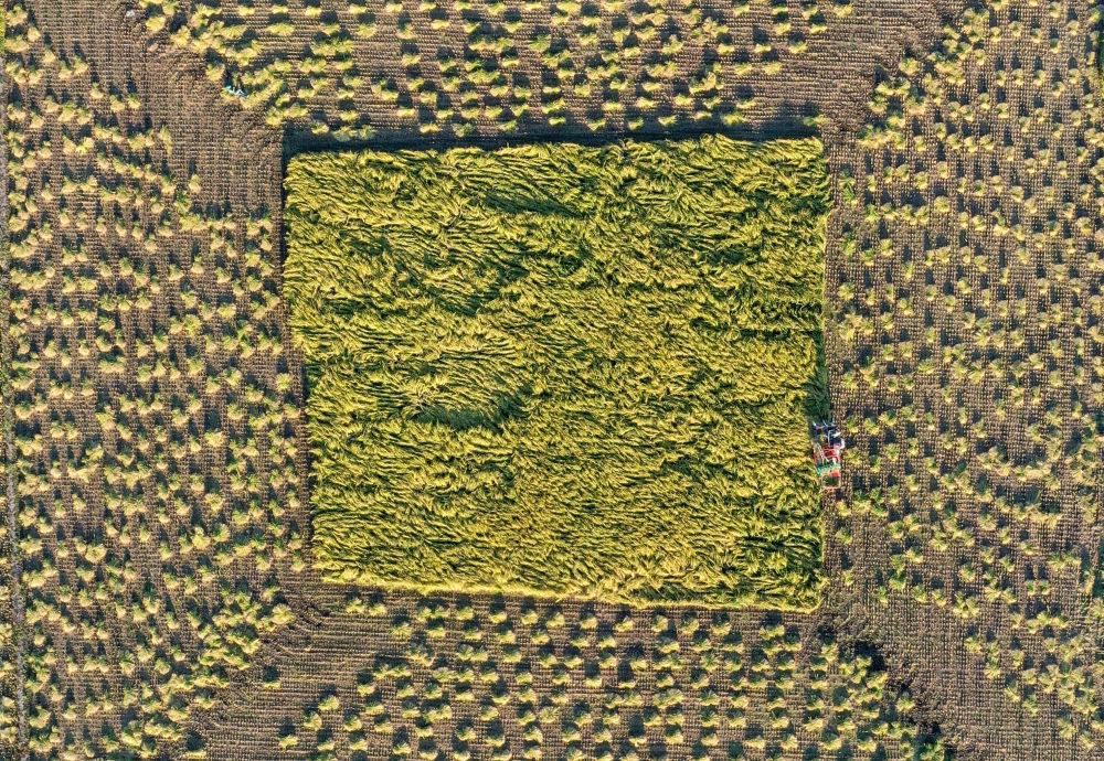 在吉林省舒蘭市平安鎮(zhèn)金星村，農(nóng)民駕駛農(nóng)機收割水稻（2023年9月21日攝，無人機照片）。新華社記者 張楠 攝