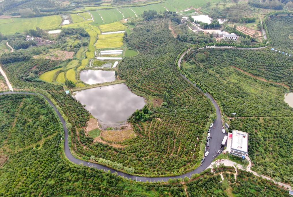 這是2020年8月25日拍攝的河南省光山縣槐店鄉(xiāng)司馬光油茶園（無人機(jī)照片）。新華社記者郝源攝