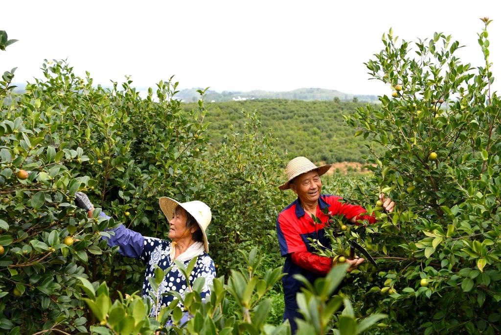 2020年8月25日，村民在河南省光山縣槐店鄉(xiāng)司馬光油茶園內(nèi)勞作。新華社記者郝源攝