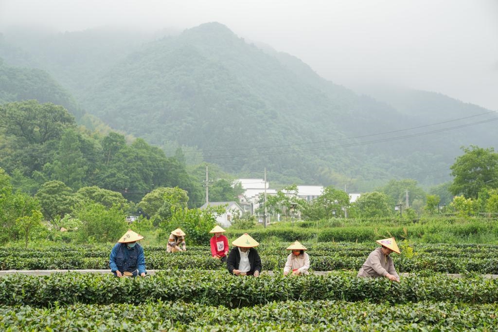 2022年5月11日，村民在大灣村生態(tài)茶園內(nèi)采摘茶葉。新華社記者杜宇攝
