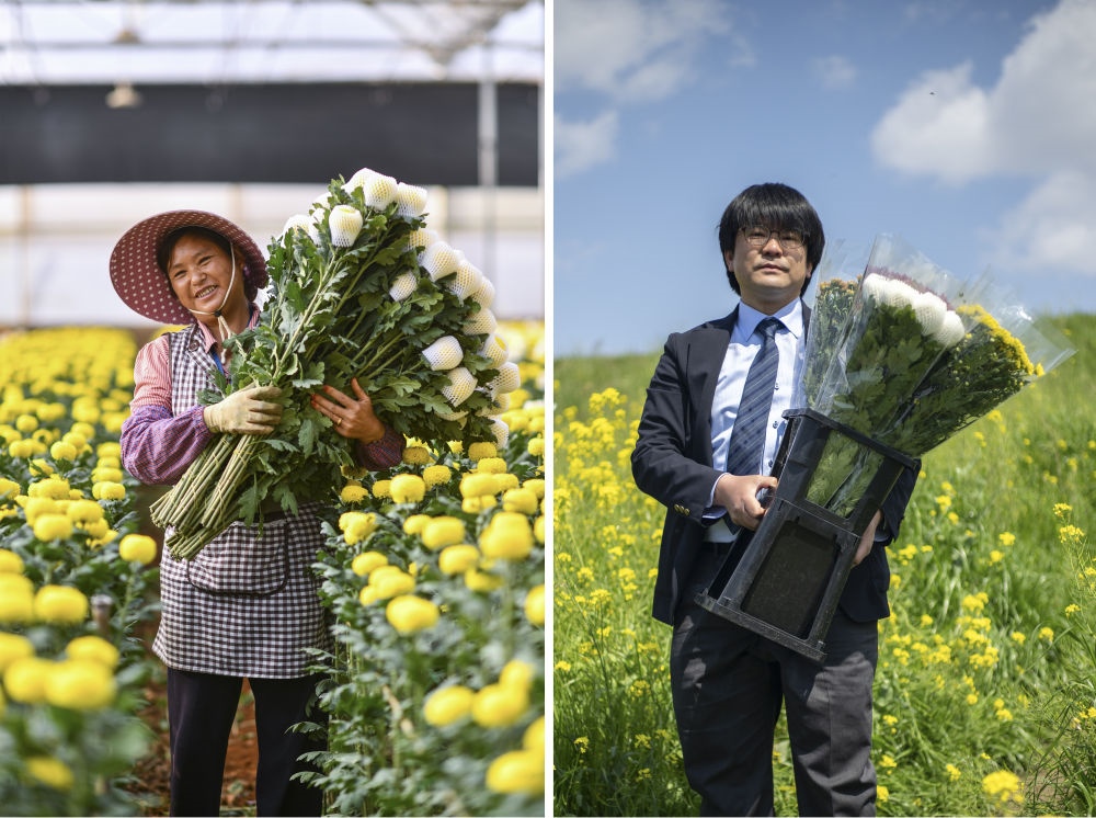 這張拼版照片中，左圖為2023年3月22日在中國云南省開遠市，花農(nóng)李蘭英在采摘鮮花；右圖為2023年4月3日在日本埼玉縣三鄉(xiāng)市，經(jīng)營花卉公司的小西武為訂貨的花店送花。中國云南有著亞洲最大的鮮切花交易市場，一年可以賣出110億枝鮮切花。春季云南大量鮮花進入盛花期，各類鮮花通過冷鏈物流陸續(xù)進入日本市場，成為當(dāng)?shù)厝松畹拿利慄c綴。