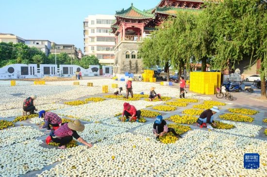 11月25日，在廣東省江門市新會區(qū)一處空地，人們對新會柑皮進(jìn)行翻皮晾曬。