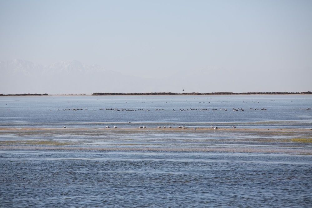 鳥兒在青海察爾汗鹽湖邊的淡水湖上棲息（2017年9月10日攝）。新華社記者 金立旺 攝