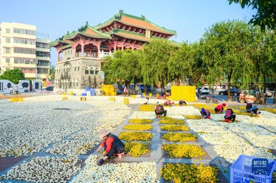11月25日，在廣東省江門市新會區(qū)一處空地，人們對新會柑皮進(jìn)行翻皮晾曬。