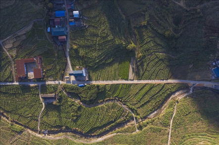 漠源鄉(xiāng)西柚基地。將樂縣農(nóng)業(yè)農(nóng)村局供圖