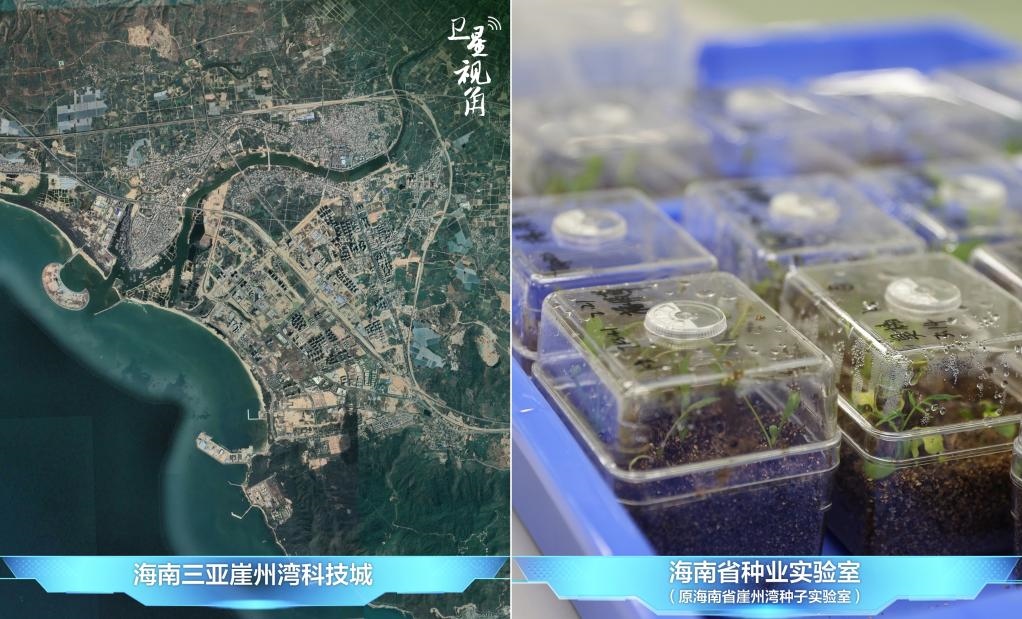 位于三亞崖州灣科技城的海南省種業(yè)實驗室（原海南省崖州灣種子實驗室）將形成輻射全國和“一帶一路”沿線國家的種子科學技術(shù)創(chuàng)新中心。