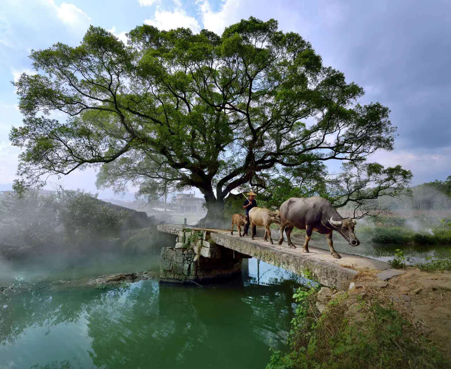 鹿鳴橋。(鄭紀(jì)人物處配圖) 張穎 攝