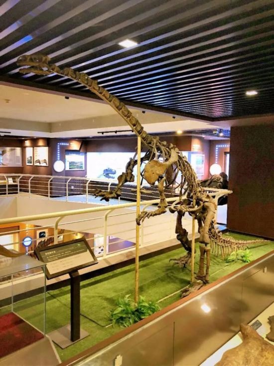 中國古動物館展出的許氏祿豐龍化石。（中國古動物館供圖）